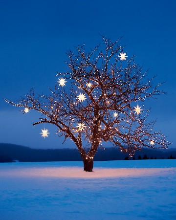 christmas tree with star lights