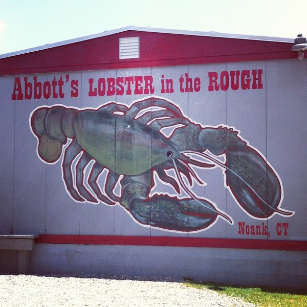 Abbott's lobster in the rough