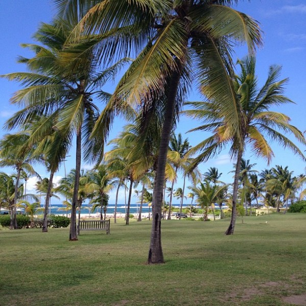 nisbet-palm-trees