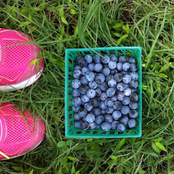 blueberry picking