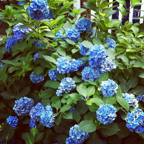 blue-hydrangea-bush