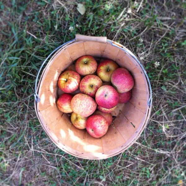 fall-to-do-list-apple-picking