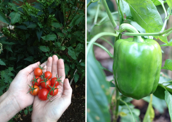 cherry-tomatoes-and-bell-peppers