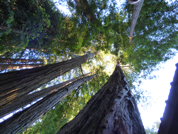 big-sur-redwoods