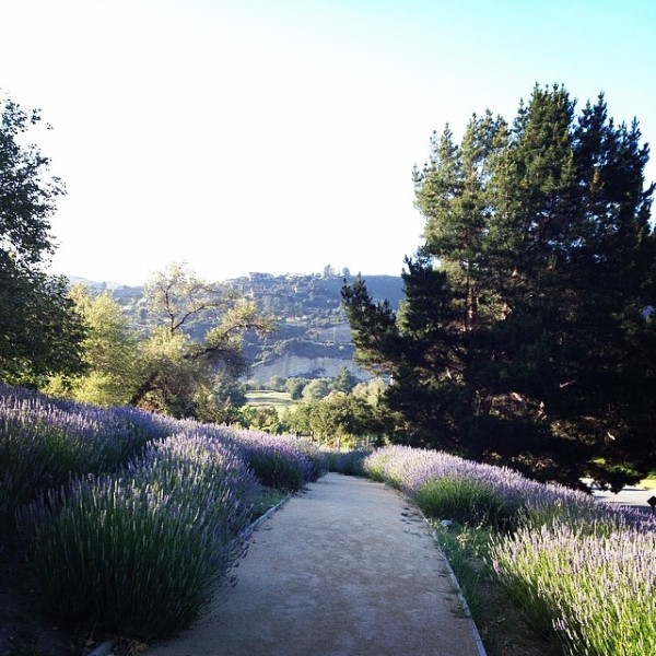 carmel-valley-ranch-lavender