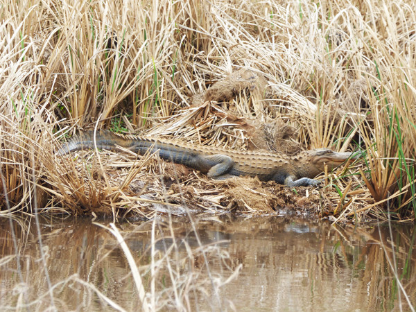savannah-alligator