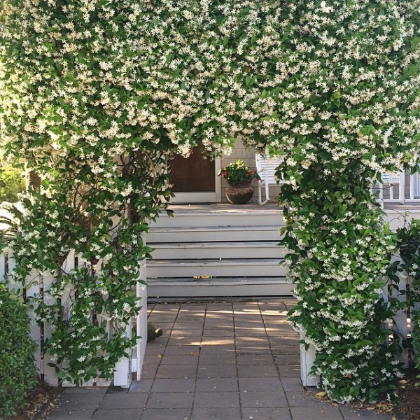 jasmine-covered-gate