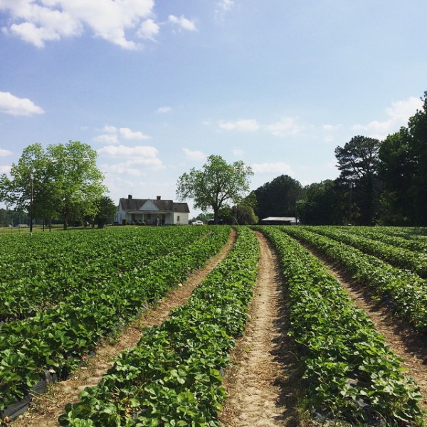 pick-your-own-strawberry-farm