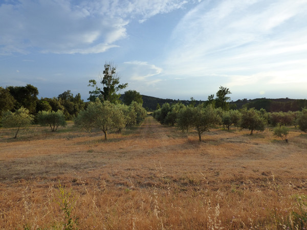 provence-fields