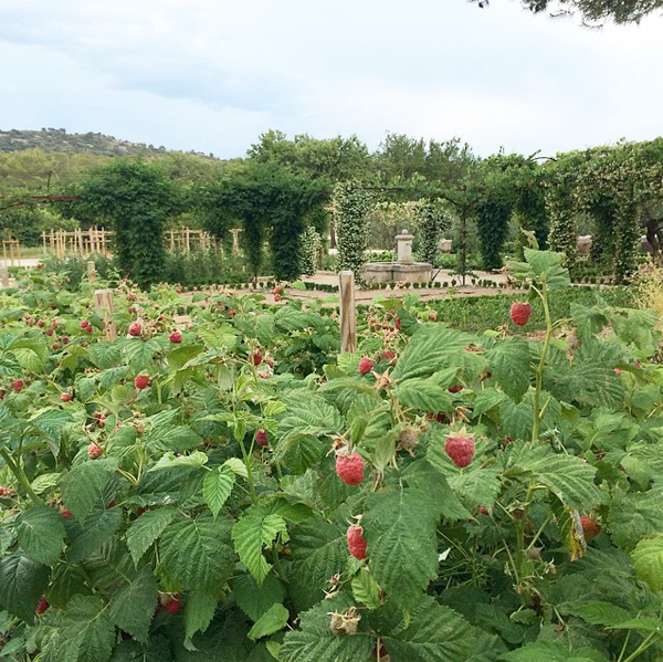 raspberry-fields
